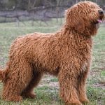Goldendoodle Rozi